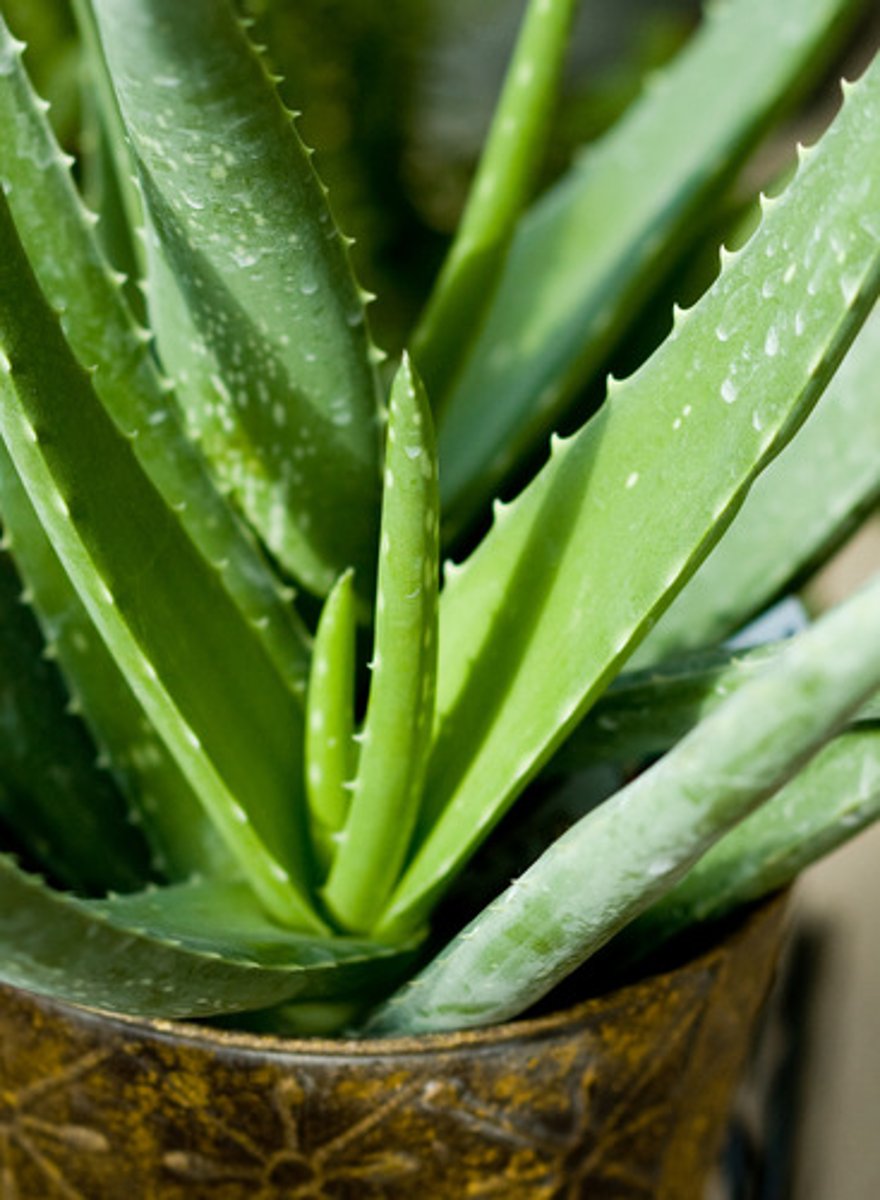 <p>Actions: demulcent, vulnerary, inflammation/immune modulatory</p><p>Indications: topically for wounds*; internally for gastritis*</p><p>SE: diarrhea (if eaten the whole leaf)</p><p>CI: 3rd degree burns; infected wounds </p><p>interactions: additive hypoglycemic effects with Glyburide </p>