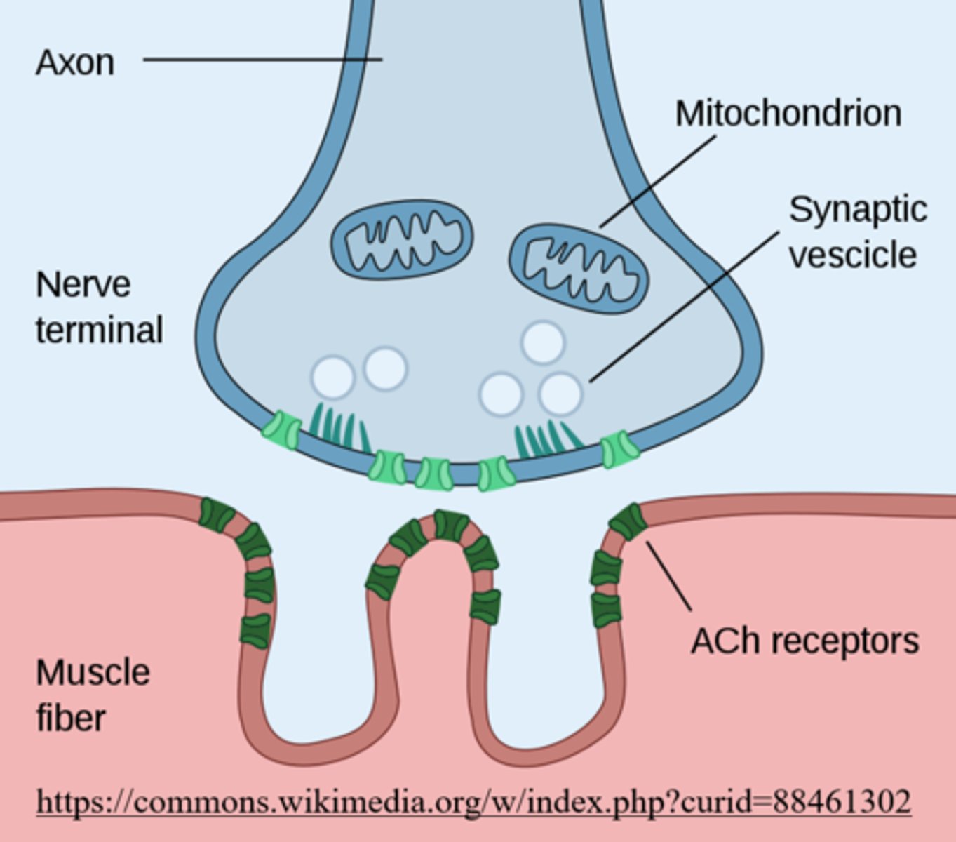 <p>neuromuscular junction</p>