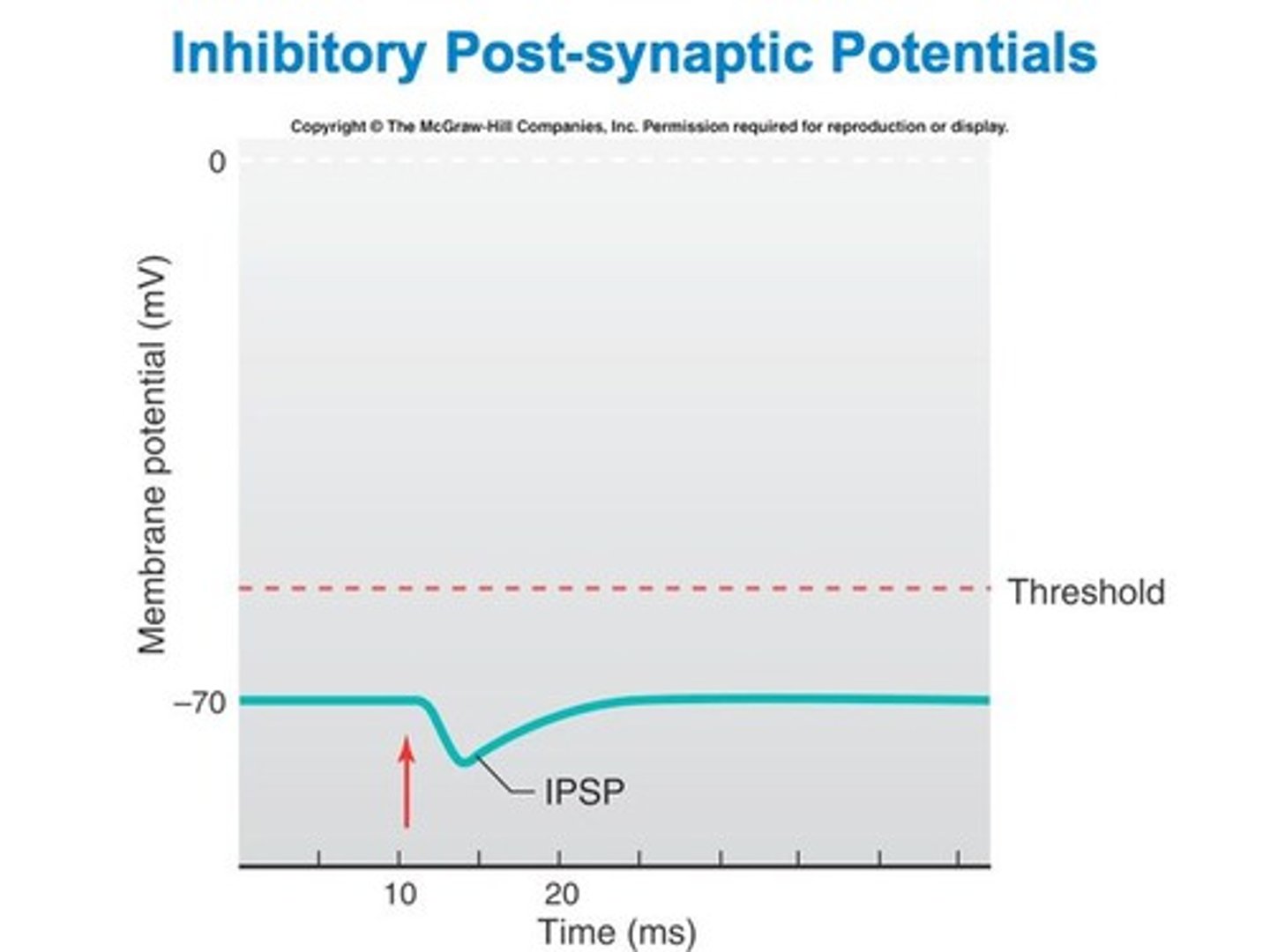 <p>Generate an inhibitory postsynaptic potential (IPSP) and make the cell's membrane potential more negative, making it harder to generate an action potential. Main Example: GABA, glycine. Cl- channel may keep Er even with Na+ open compete to equilibrate or increased K+ permeability for hyperpolarization.</p>