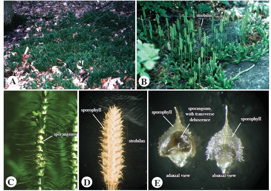 <p>Lycopodiaceae</p>