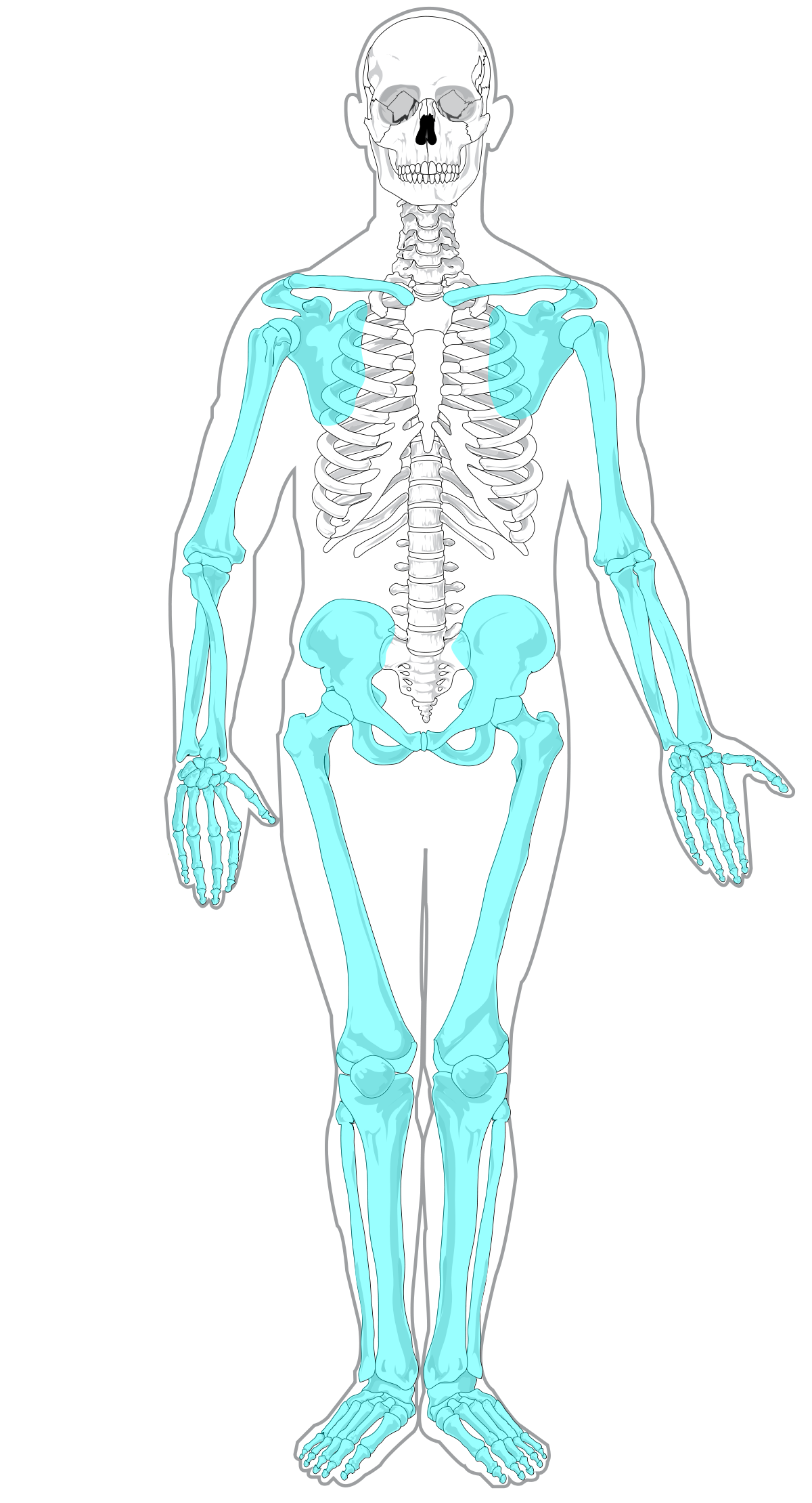 <p>Shoulder girdle, arms, hands, pelvic girdle, legs, and feet </p>