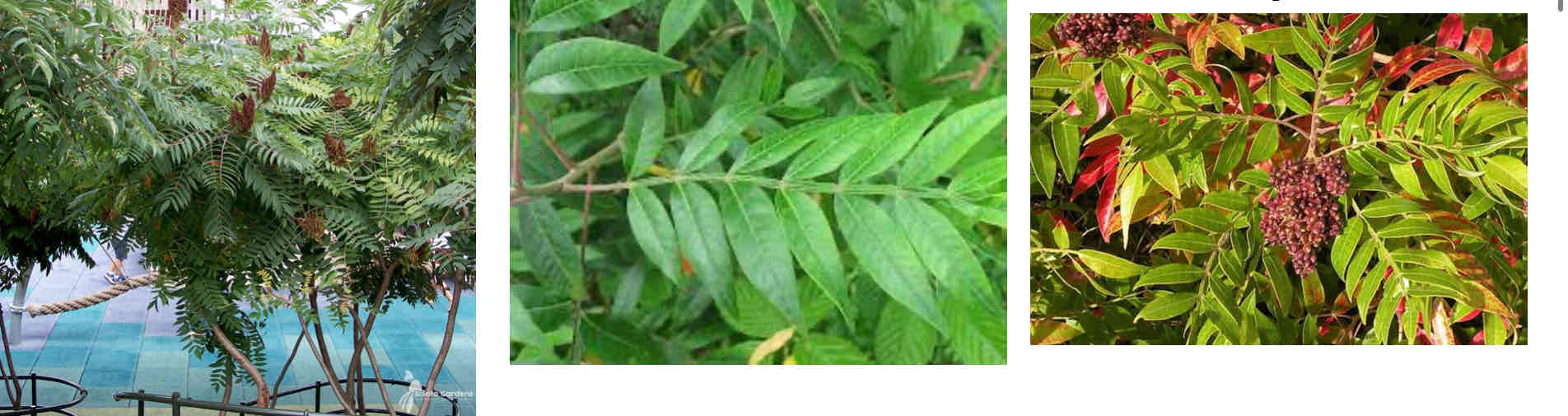 <ul><li><p>Large compound leaf</p></li><li><p>Wings along the petiole in between leaflets</p><ul><li><p>Petiole - part of the leaf the connects to stem, think of it as a leaf-stem</p></li><li><p>For simple vs compound leaf, look for a small bud or Stipule at the base. Stipule , if present, always marks the base of the leaf</p></li></ul></li></ul><p></p>