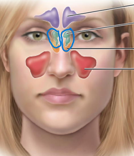 <p>includes the ethmoid air cells</p>