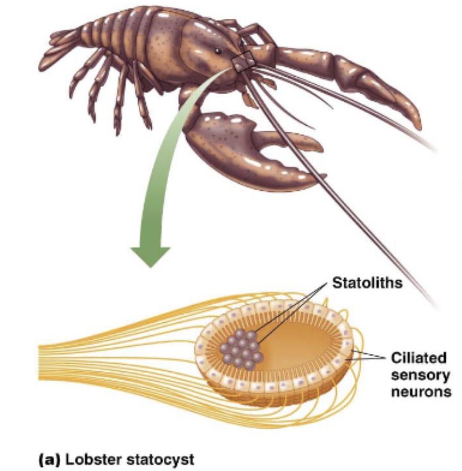 <p>statocysts; mechanoreceptors</p><p>ciliated sensory neurons: the mechanoreceptors</p><p>helps signal which direction the lobster is moving in/oriented</p>