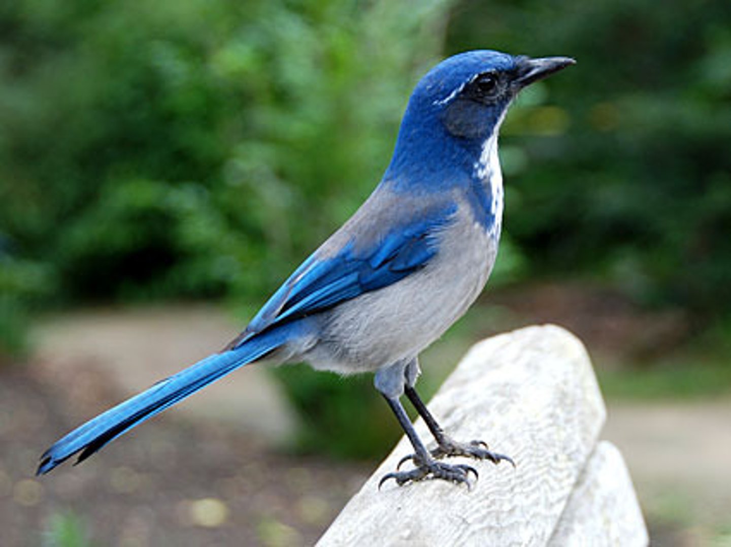 <p>Scrub habitats, oak woodlands</p>