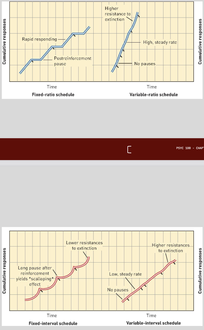<p>fixed-ratio: number of required responses is fixed (getting a bonus after selling x number of things)</p><p>variable-ratio: a varying number of responses are required (slot machine)</p><p>fixed-interval: reward is given for the first response after a set amount of time (getting paid every two weeks)</p><p>variable interval: reward is given for first response after a varied amount of time (fishing)</p>