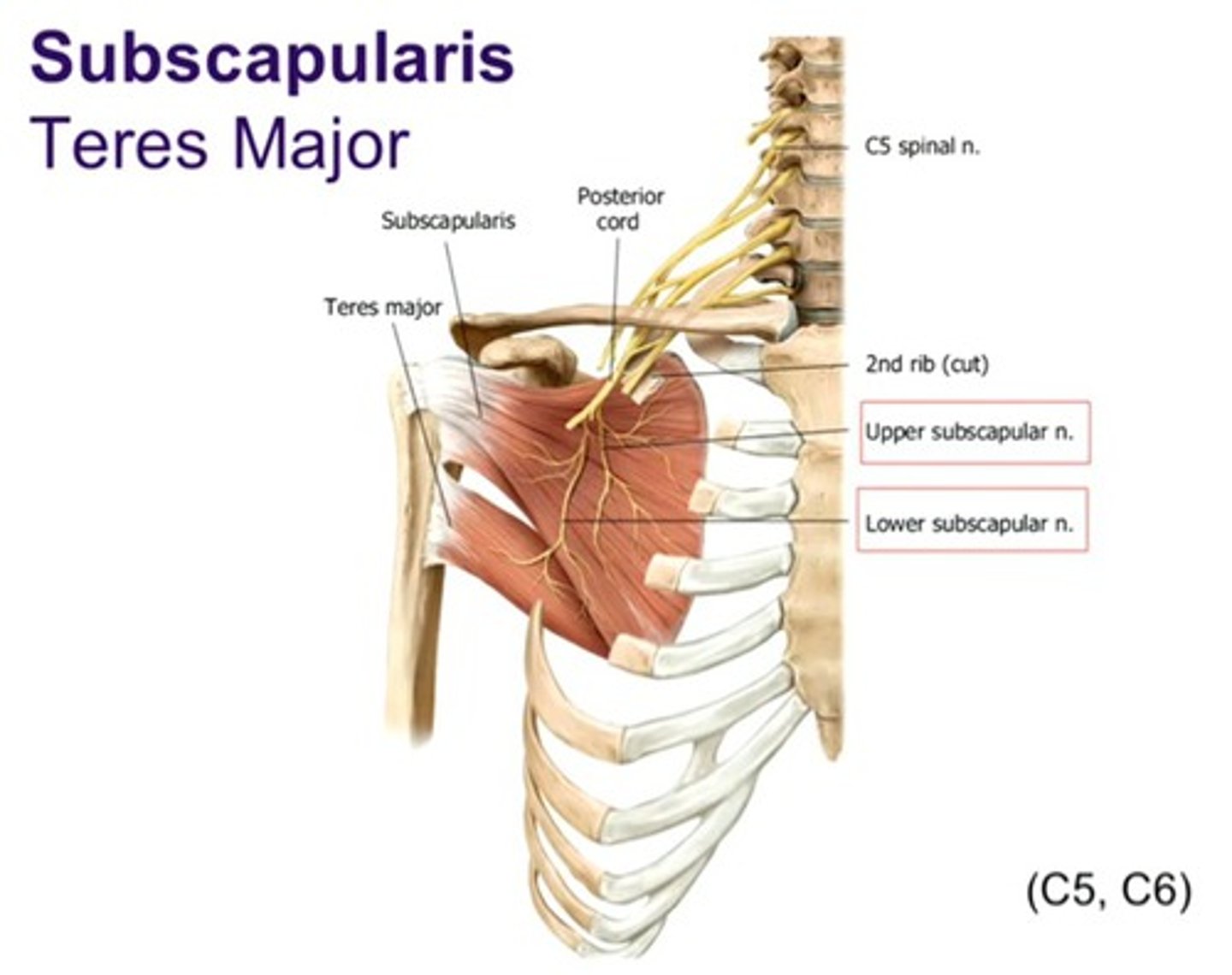<p>lower subscapular nerve</p>