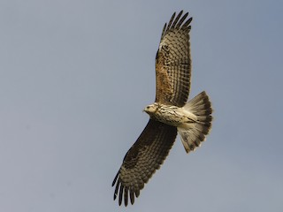 <p>Snail Kite</p>