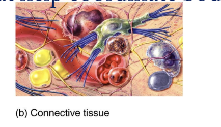 <p>Connective Tissue</p>