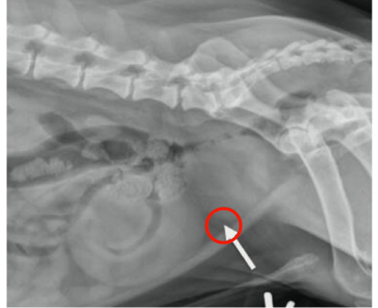 <p>Size: &lt;70% distance of pubis to sacrum</p><p>Shape: oval to round</p><p>Margination: smooth</p><p>Opacity: soft tissue</p><p>Mineralization indicative of neoplasia</p>