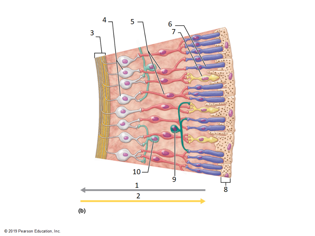 <p>Retinal neurones</p>