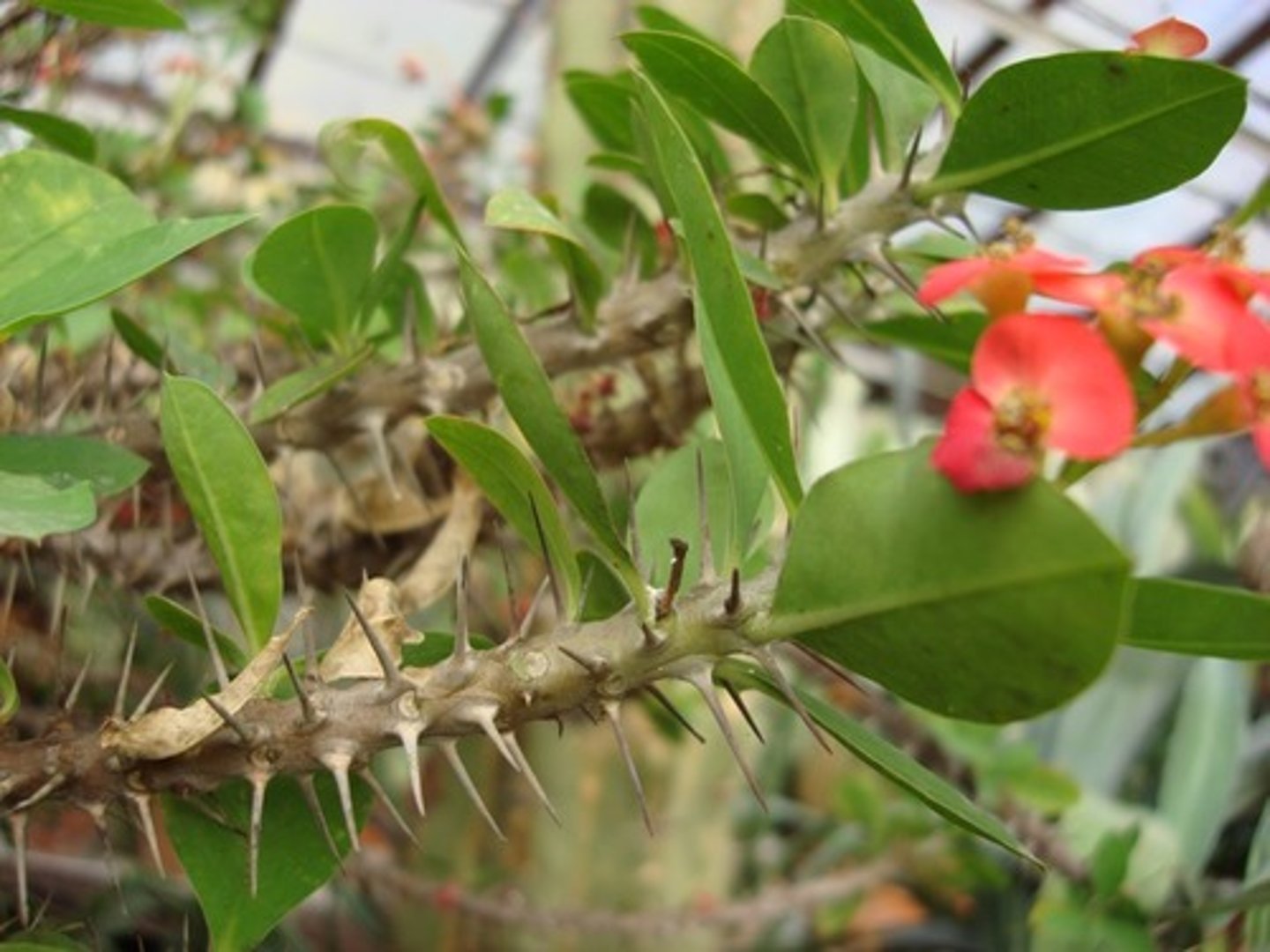 <p>sharpened shoots</p><p>- sometimes bearing small leaves</p><p>- found in the leaf axil</p>