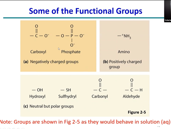 draw fucntional groups in a state where they are in soltuions

(add charges)