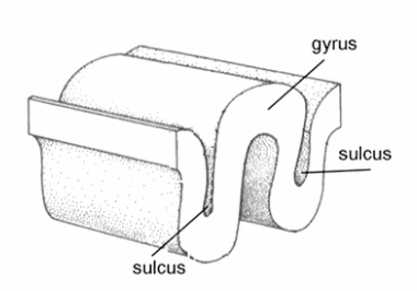 <p>Sulcus (sulci) </p>