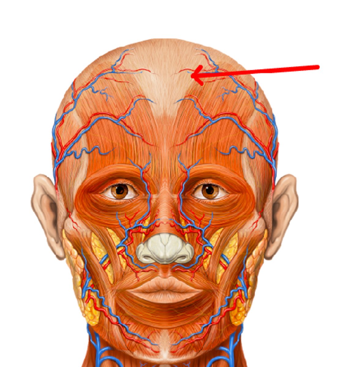 <p>Identify this connective tissue structure.</p>