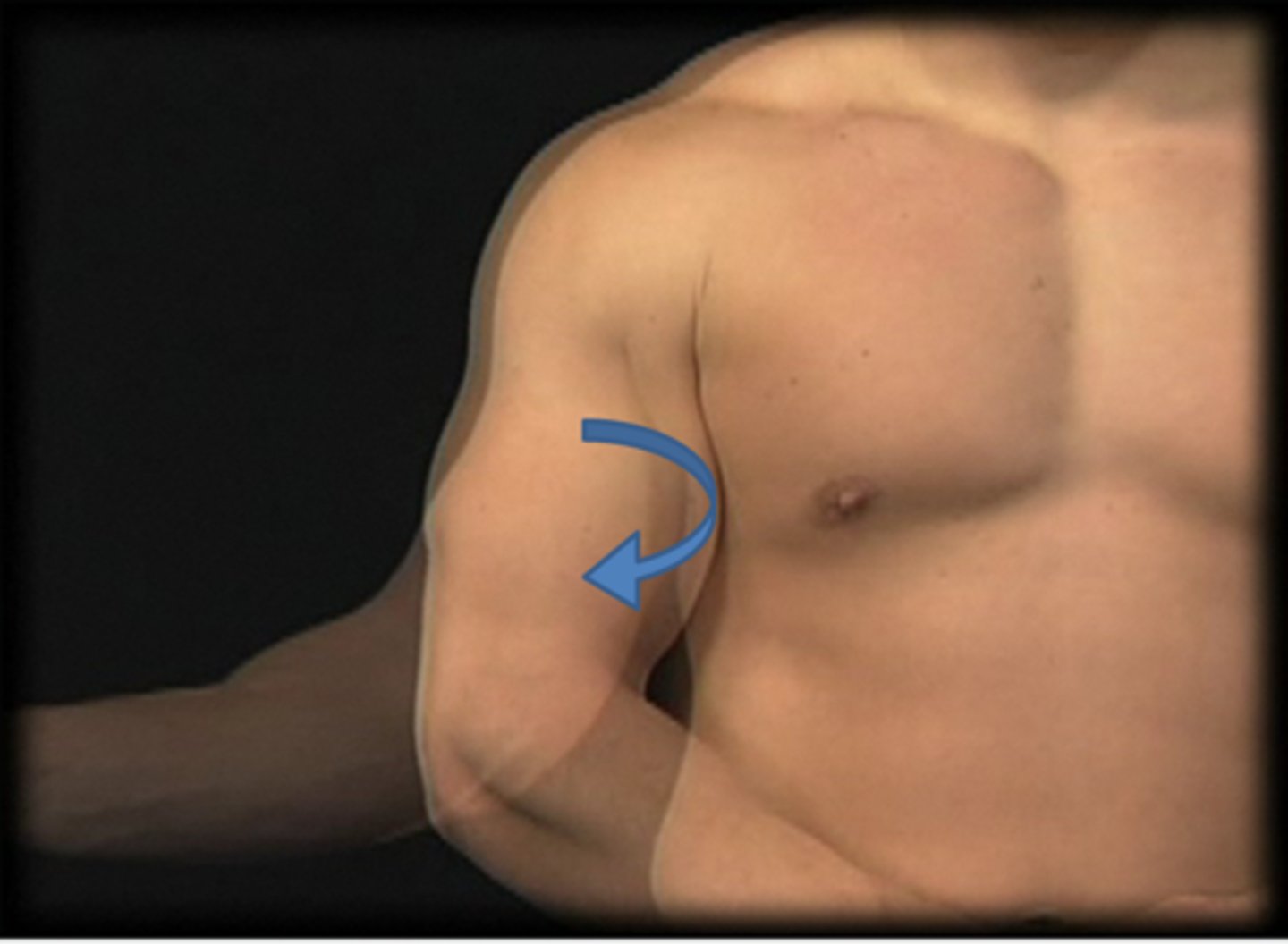 <p>Identify the action indicated by the arrow.</p>