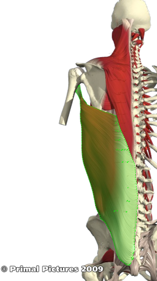 <p>Origin: spinous processes and supraspinous ligaments of T7 to T12, spines of all lumbar and sacral vertebrae via thoracolumbar fascia, posterior part of iliac crest and the lower four ribs.</p><p>insertion: floor of intertubercular groove of humerus</p><p>Action: extension, adduction and medial rotation of humerus</p>