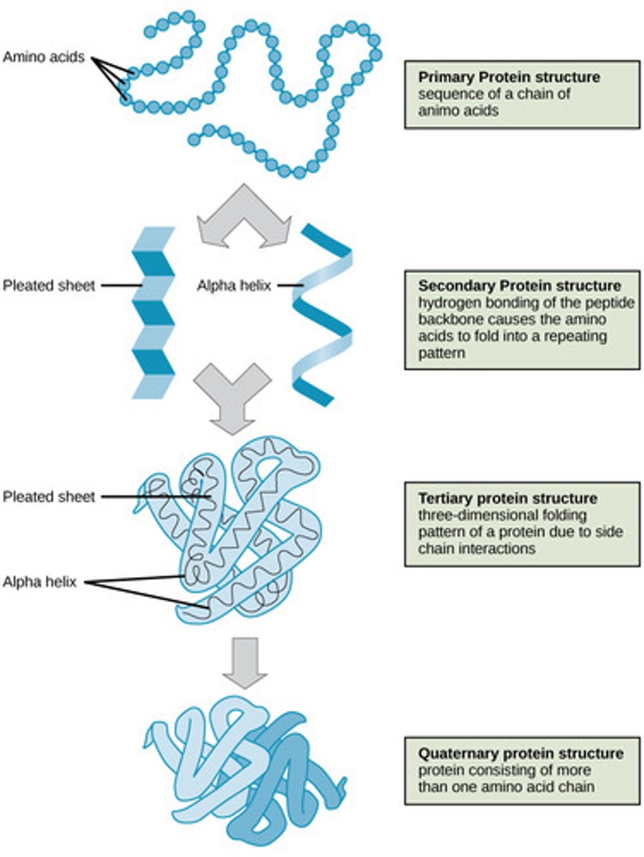 <p>secondary</p><p>(Note: alpha helices and beta sheets)</p>