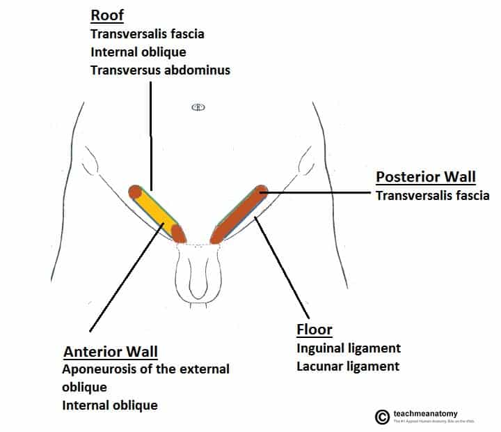 <p>inguinal canal</p>