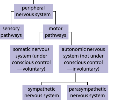 <p>Peripheral nervous system</p>