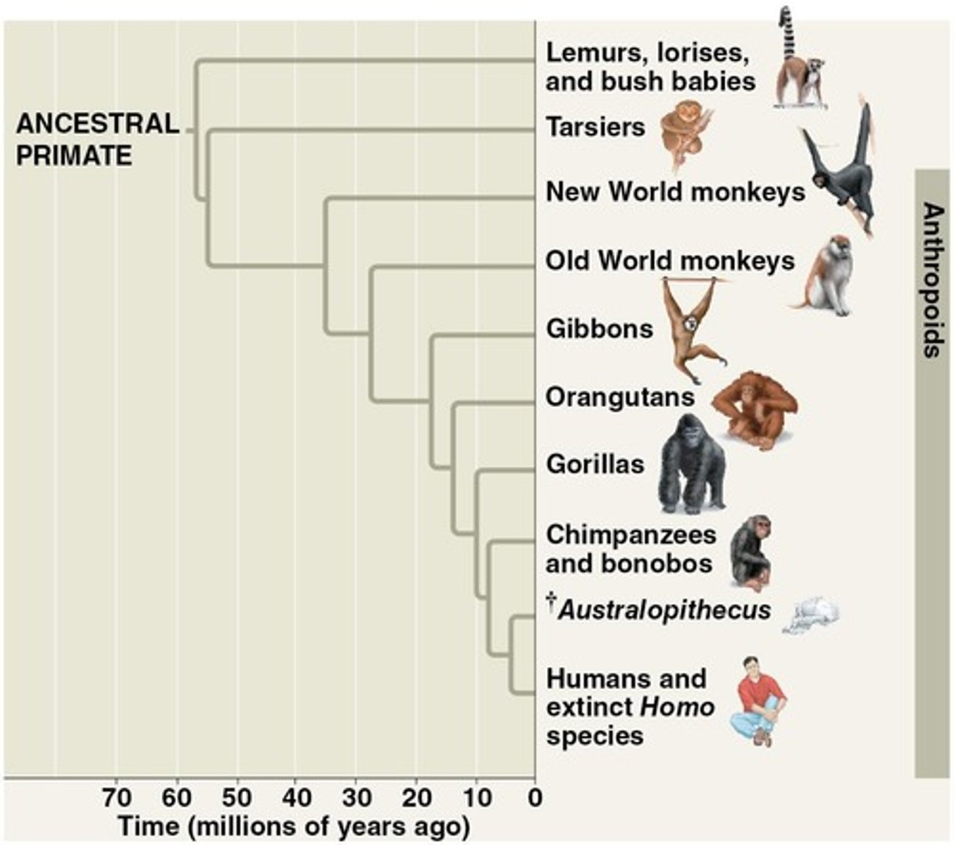 <p>Natural selection favored bipedality as the climate became drier and hominins inhabited open woodlands.</p>