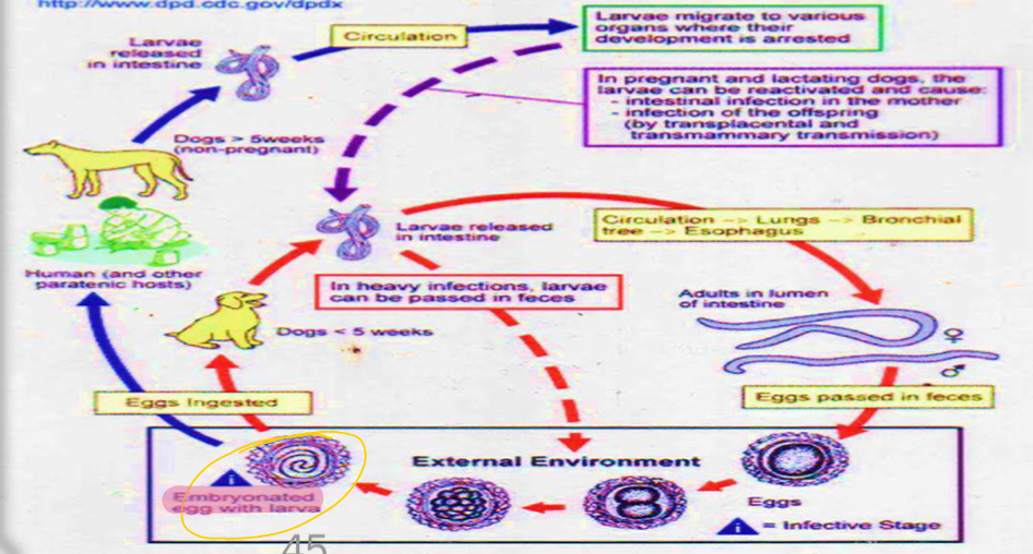 <p>Life cycle?</p>