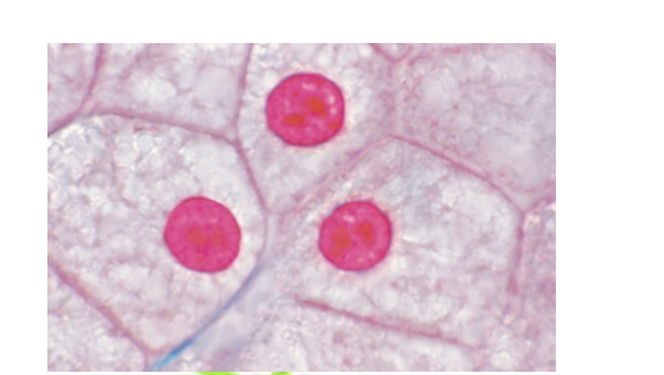What is the Nucleus
