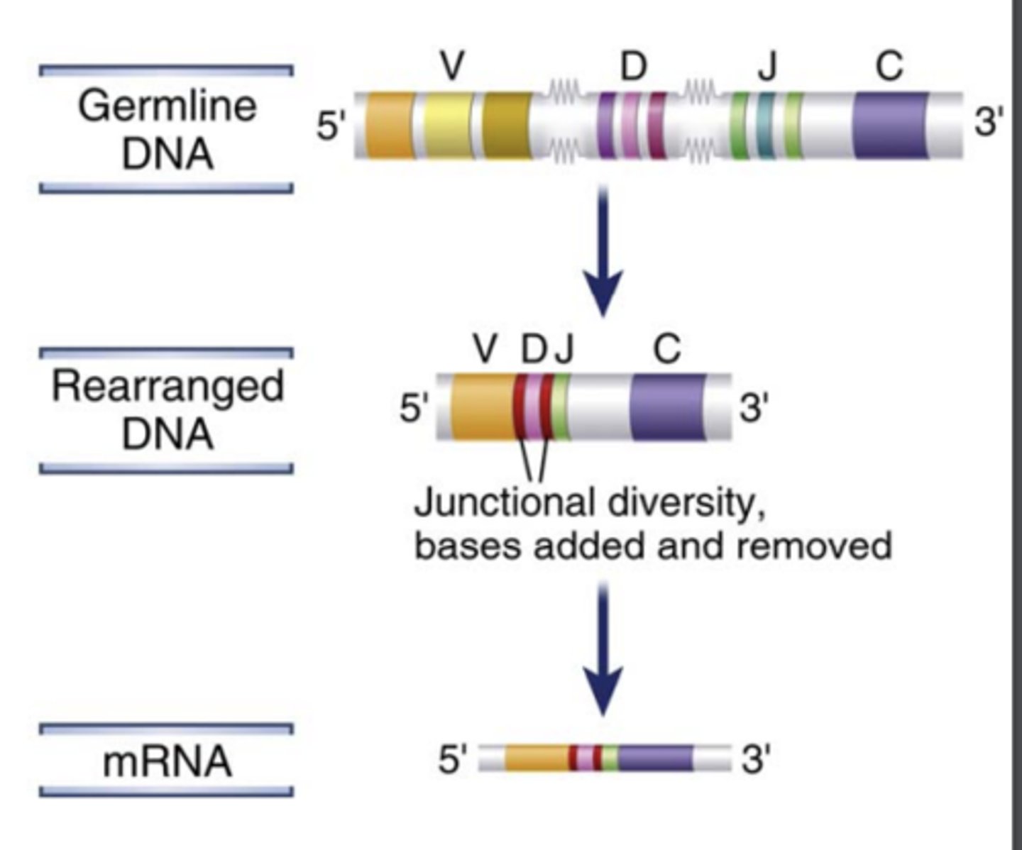 <p><strong>nucleotides</strong> at the <strong>junctions of the V and D, D and J, or V and J segments</strong> (junctional diversity)</p><p>(C represents the constant region)</p>
