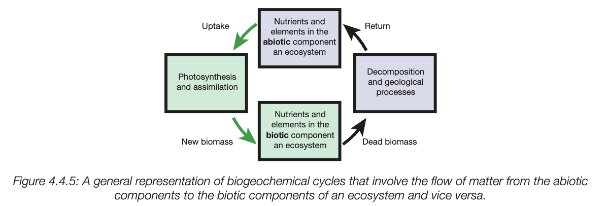<ul><li><p>chemical elements and simple nutrient molecules needed by organisms are cycled within ecosystems</p></li><li><p>involves interactions between biotic and abiotic components of the ecosystem</p></li><li><p>matter is neither created nor destroyed - matter must be cycled from abiotic environment through living organisms and back to the abiotic</p></li><li><p>involved decomposers - feed on dead and decomposing, metabolic actions break down organic material (e.g. carbs, protein, nucleic acids, lipids) into inorganic substances</p></li><li><p>return to soil, increases soil fertility (abiotic component) to be incorporated back into the new plant (biotic component)<br><br> </p></li><li><p>mail elements making tissue - carbon, oxygen, nitrogen, sulphur, phosphorus, potassium, calcium</p></li></ul><p></p>