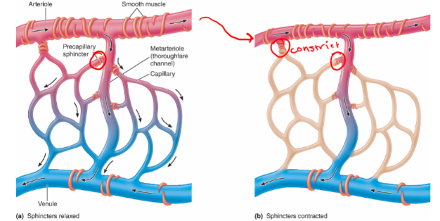 Since capillaries are extensively branched, body can’t afford to have full blood flow through all capillaries thus body must control how much flows to each capillary blood to ensure adequate blood is received in each tissue. **Arterioles vasoconstriction and vasodilation** is one mechanism, another is capillaries containing **preca-pillary sphincters**

\
Capillaries surrounded by precapillary sphincters

→ Contraction of sphincters reduces blood flowing into capillaries in an organ; relaxation of sphincters has opposite effect

→ Precapillary sphincters and arterioles have complementary actions