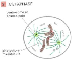 <p>Chromosomes align at metaphase plate (equator)(midway between spindle poles)</p><p>Kinetochore microtubules attach sister chromatids to opposite poles</p>