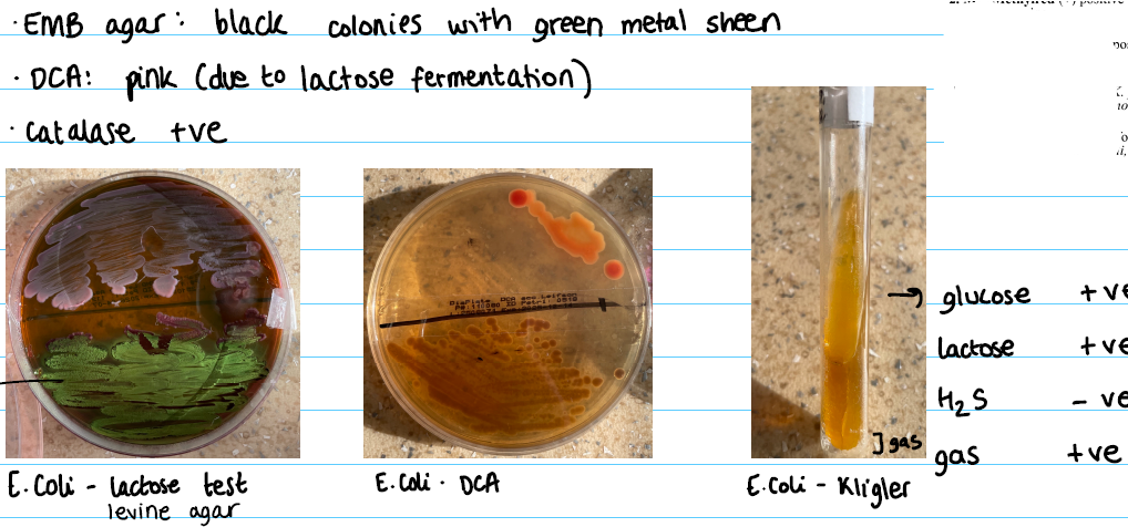 <p><strong>EMB agar:</strong></p><ul><li><p>black colonies with green metal sheen</p></li></ul><p><strong>DCA agar:</strong></p><ul><li><p>pink (due to lactose fermentation)</p></li></ul><p><strong>Klingler:</strong></p><ul><li><p>Yellow everywhere</p></li></ul><p></p>