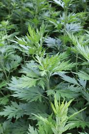 <p>Mugwort&nbsp;</p>