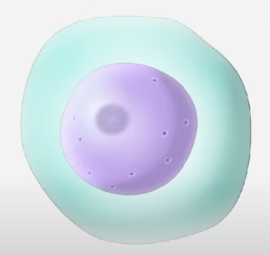 <p>Makes ribosomes, sits in the nucleus, no membrane</p><ul><li><p>recall ribosomes are important for synthesizing 1º proteins from amino acids</p></li><li><p>both eukaryotes and prokaryotes have ribosomes —&gt; necessary for cell function</p></li></ul><p></p>