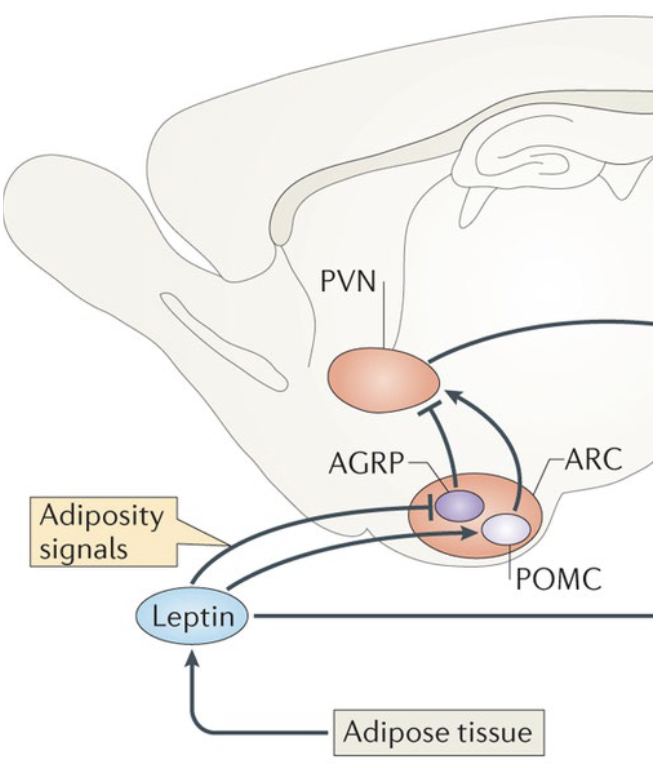<p>PVN → nucleus in the <strong>hypothalamus</strong> who responds to</p><ul><li><p>May stop firing when the body has dangerous low levels of fat (<strong>leptin</strong> effect)</p><p></p></li><li><p><u>Exogenous intervention</u>: Doesn’t reliably influence hunger, but can inhibit some cells that generate an intense hunger (<strong>lipoprivation</strong> response)</p></li></ul><p></p>