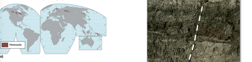<p><strong>histosol characteristics</strong></p>