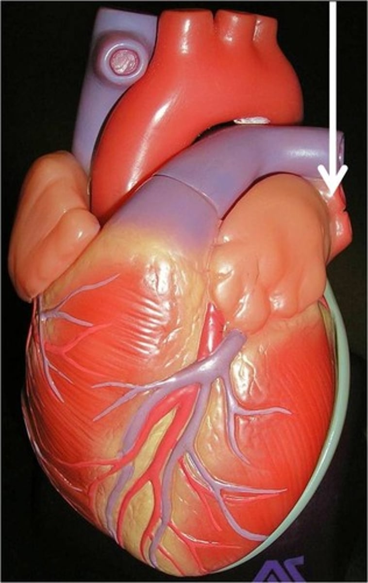 <p>Function: carry oxygen rich blood from the lungs to the left atrium</p>