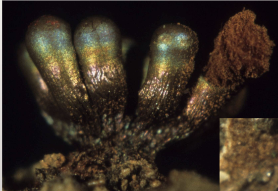 <p>Metatrichia vesparia</p>