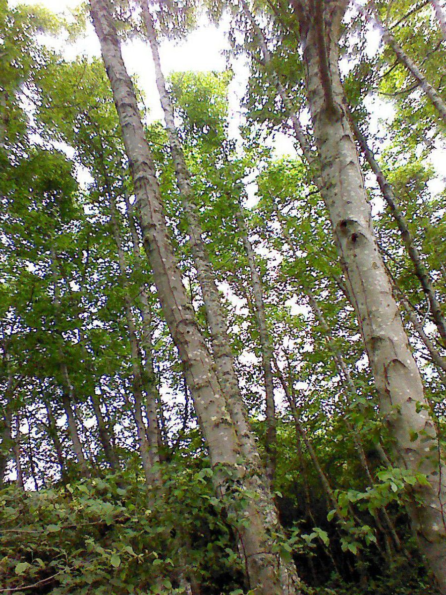 Red alder