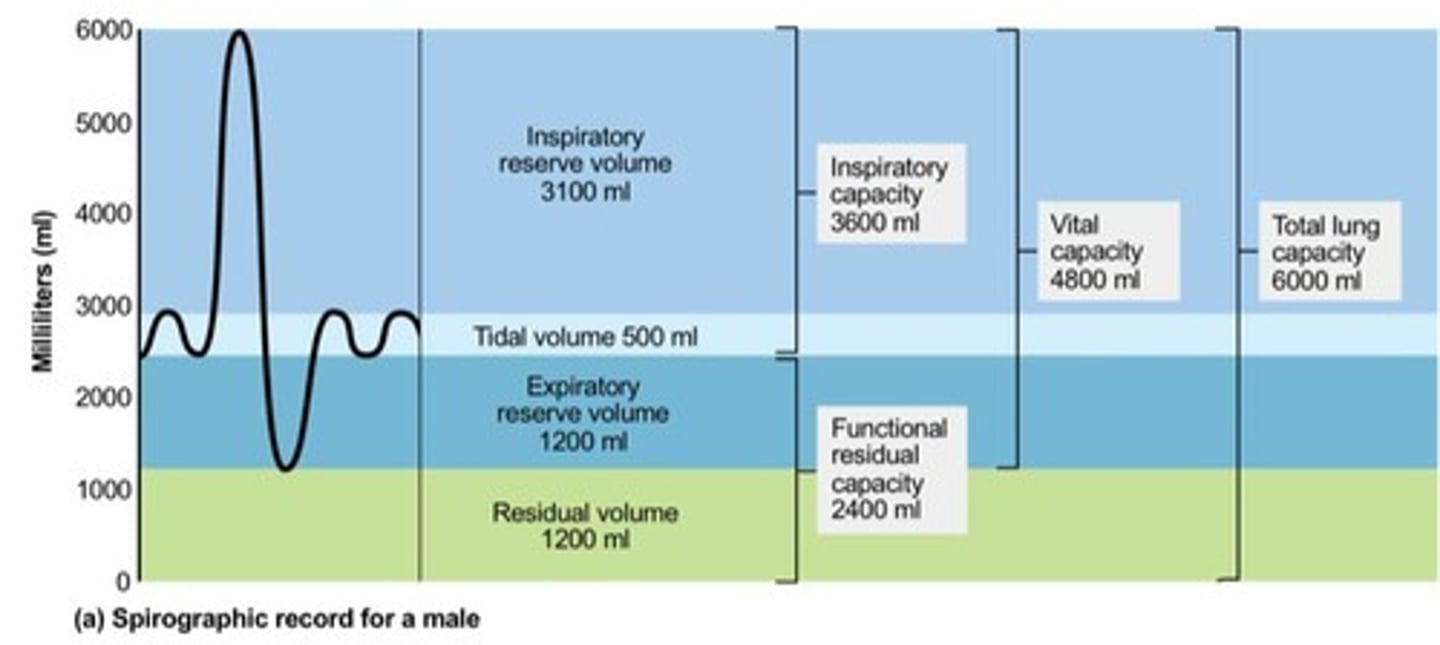 <p>The amount of air moved into and out of the lung with each breath, averaging ~500ml.</p>