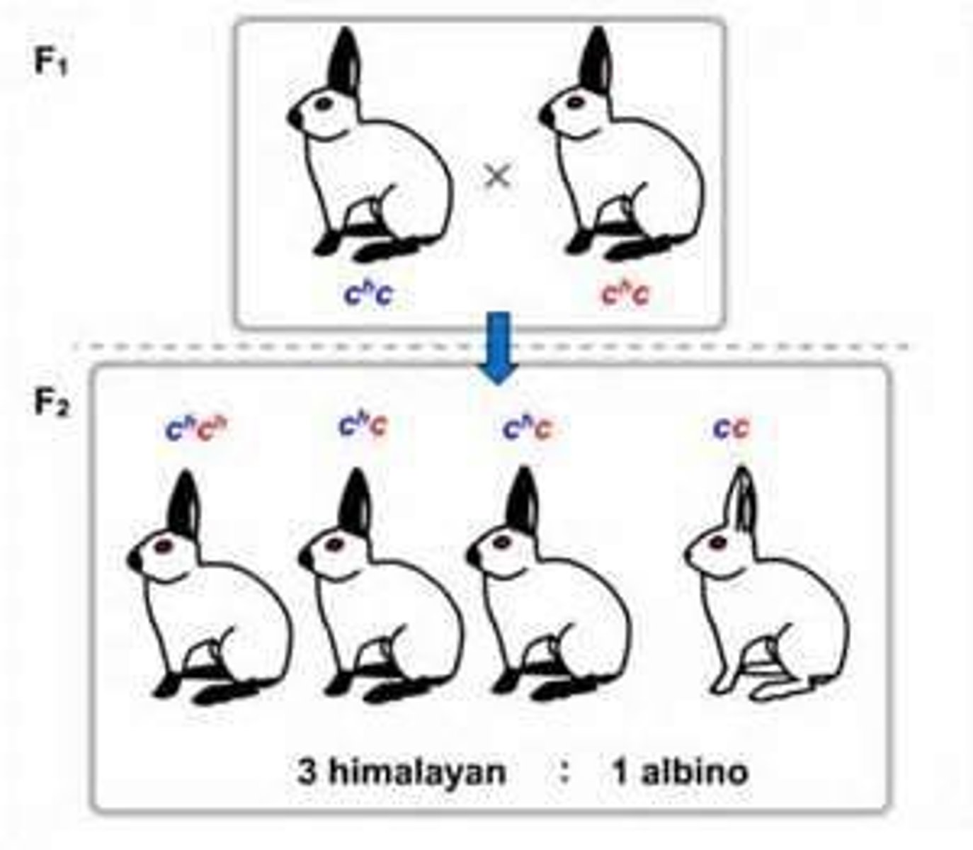 <p>the ratio of phenotypes that could appear in offspring</p>