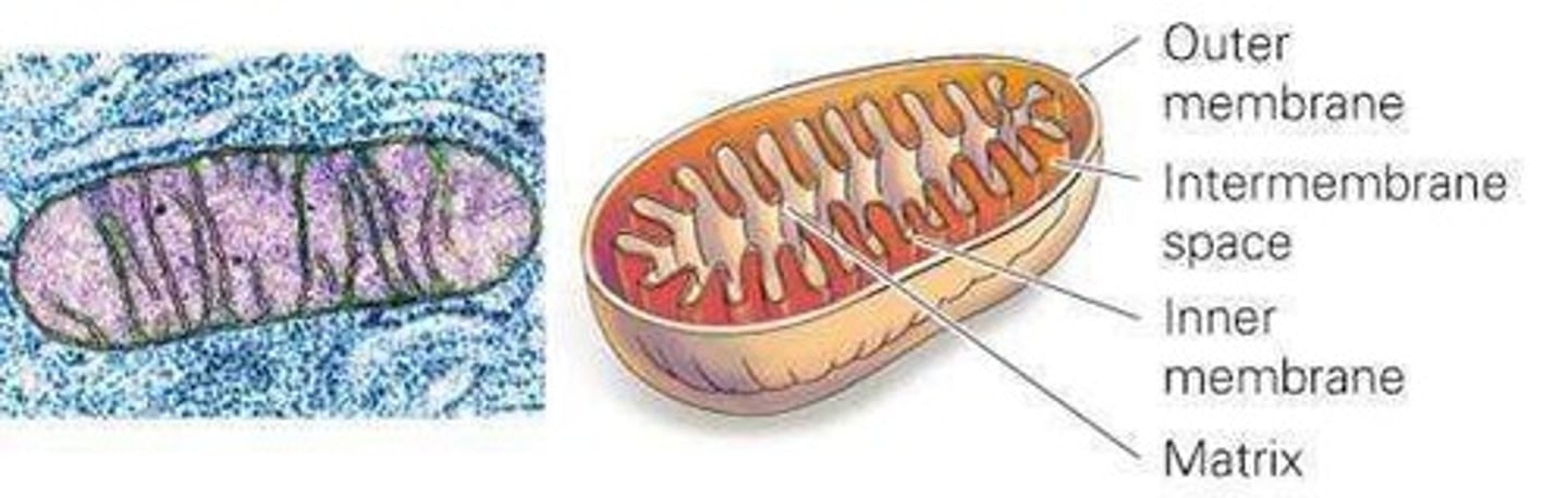 <p>Produces energy for the cell through cellular respiration.</p>
