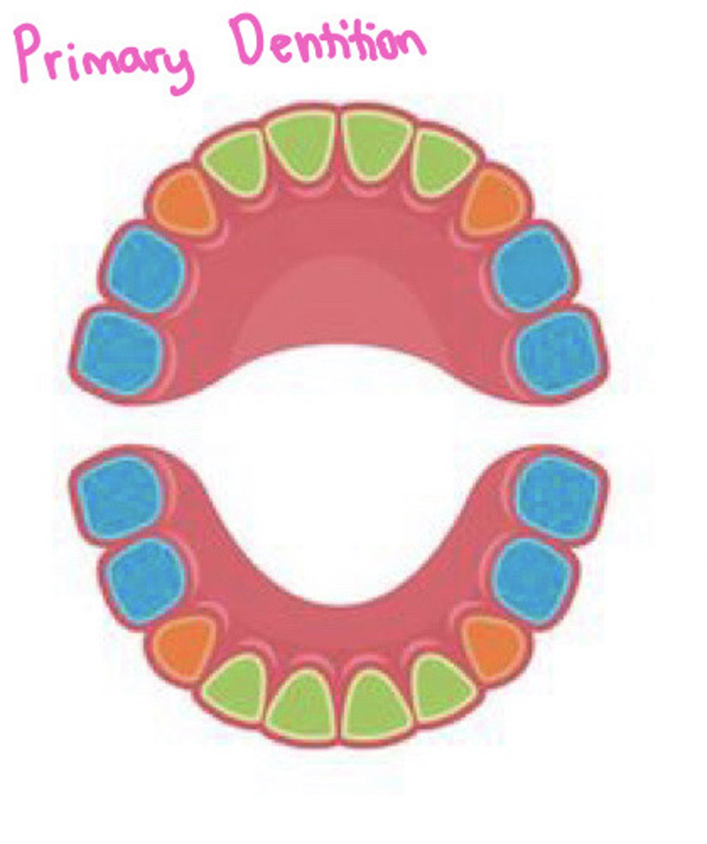 <p>baby teeth</p><p>*20 teeth*</p><p>-has incisors, canines, and molars</p>