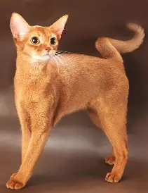 <p>Abyssinian cat</p>
