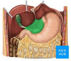 <p>stomach (or lesser omentum) </p>