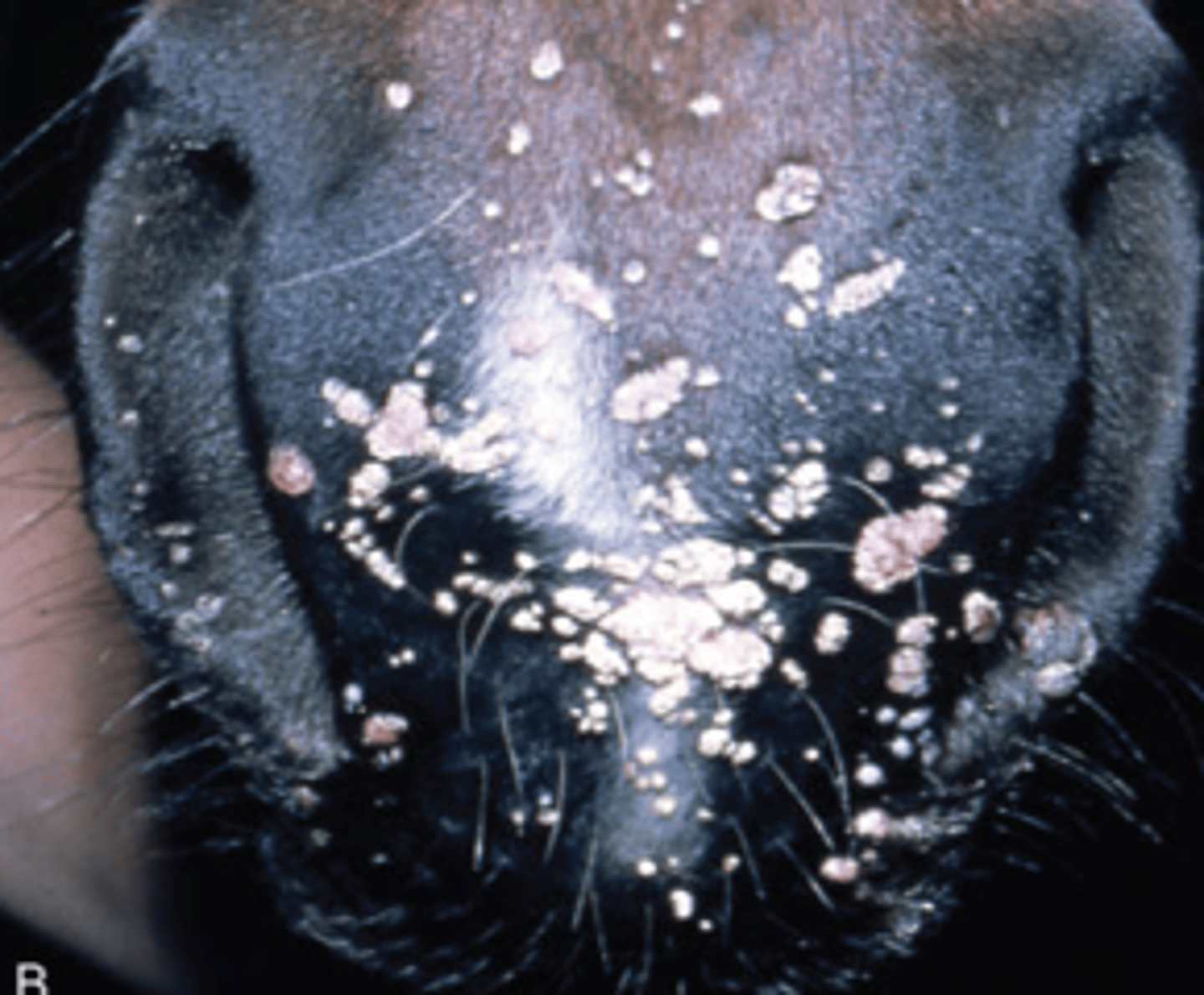 <p>Equus caballus papillomavirus type 1</p><p>Warts that appear around the lips and muzzle, but also the eyelids, prepuce, inner thighs, and distal limbs</p><p>Spread by direct contact (horse shows, sales, breeding) or fomites</p><p>Usually harmless until irritated by tack</p><p>Usually resolve in 3-4 months</p><p>If not gone in 6-9 months, indicates autoimmune deficiency</p><p>Can be removed by cautery or cryosurgery</p>