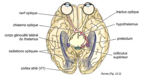 -on parle du nerf optique, chiasma optique et tractus optique
-les axones de ces cellules ganglionnaires se terminent dans le colliculus supérieur (orientation des mouvements des yeux), dans le prétectum (contrôle du réflexe de la pupille et du cristallin), dans l'hypothalamus (régulation des rythmes circadiens) et dans le corps genouillé latéral du thalamus