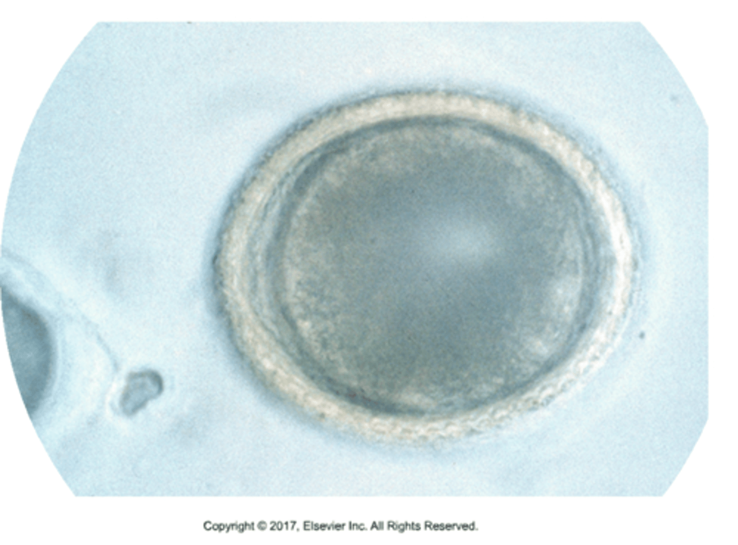 <p>oviparous, spherical, pigmented center, morula</p>