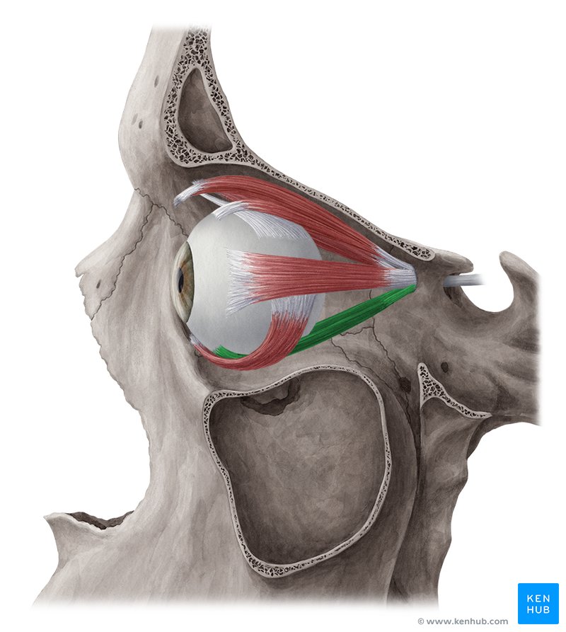 <p>One of the extrinsic muscles of the eye, located outside the eyeball but within the inferior orbit, it belongs to a group called the extraocular muscles. This group of muscles serves to move the eyes within the orbit.</p>