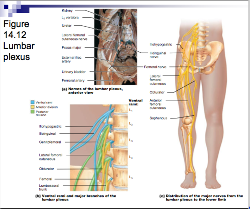 femoral nerve and obturator nerve and lateral cutaneous nerve